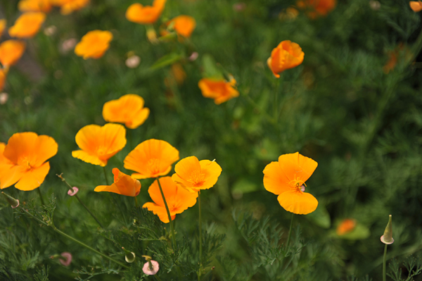 110518 hana 2 DSC_8267.jpg